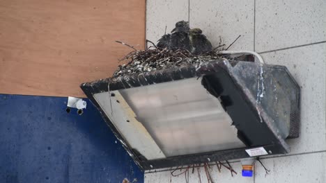 A-baby-pigeon-cleans-itself-all-over-its-body