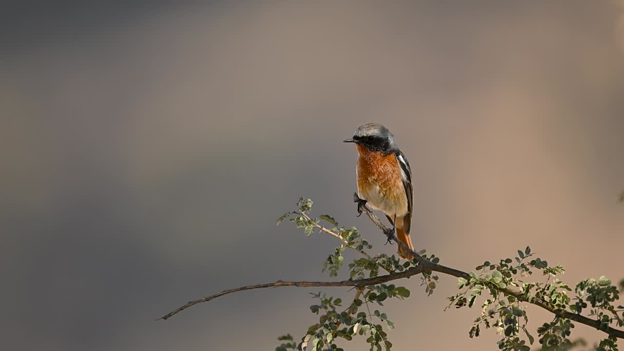 Perched eversmann’s redstart shows plumage detail while observing surroundings attentively