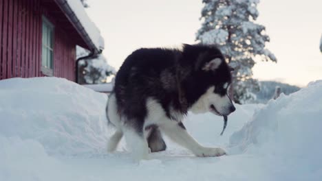 Entzückender-Alaskan-Malamute,-Der-Rohen-Fisch-In-Schneebedeckter-Landschaft-Isst