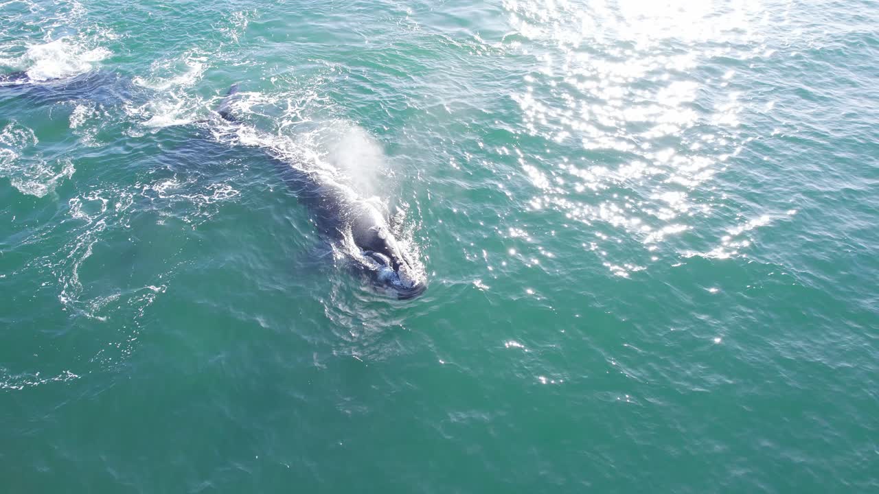 남쪽 오른쪽 고래의  ⁇ 에서  ⁇ 겨나 멀리 있는 도크를 바다로 드러내고 태양은 물 표면에서 반 ⁇ 인다