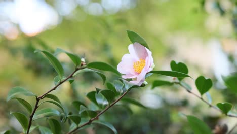 a pink flower blooming on a branch