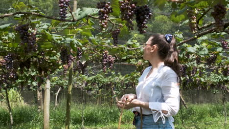 retrato de una mujer atractiva recogiendo uvas rojas de la vid, siguiendo el movimiento