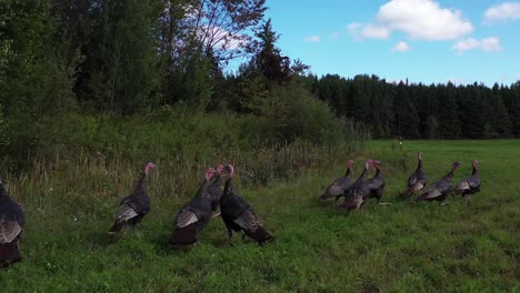 pavos salvajes de cerca con cámara cardán