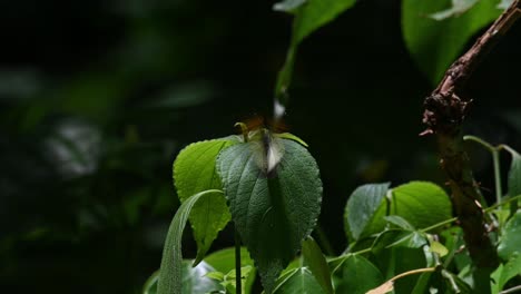 黃色尖端,ixias pyrene,kaeng krachan國家公園,聯合國世界遺產,泰國