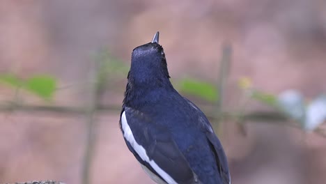 an oriental magpie robin standing and looking in the distance with natural blurred background