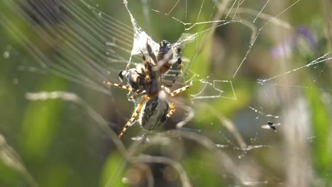 fotografía de cerca de la lucha entre la araña y la abeja en la red durante un día soleado en el desierto