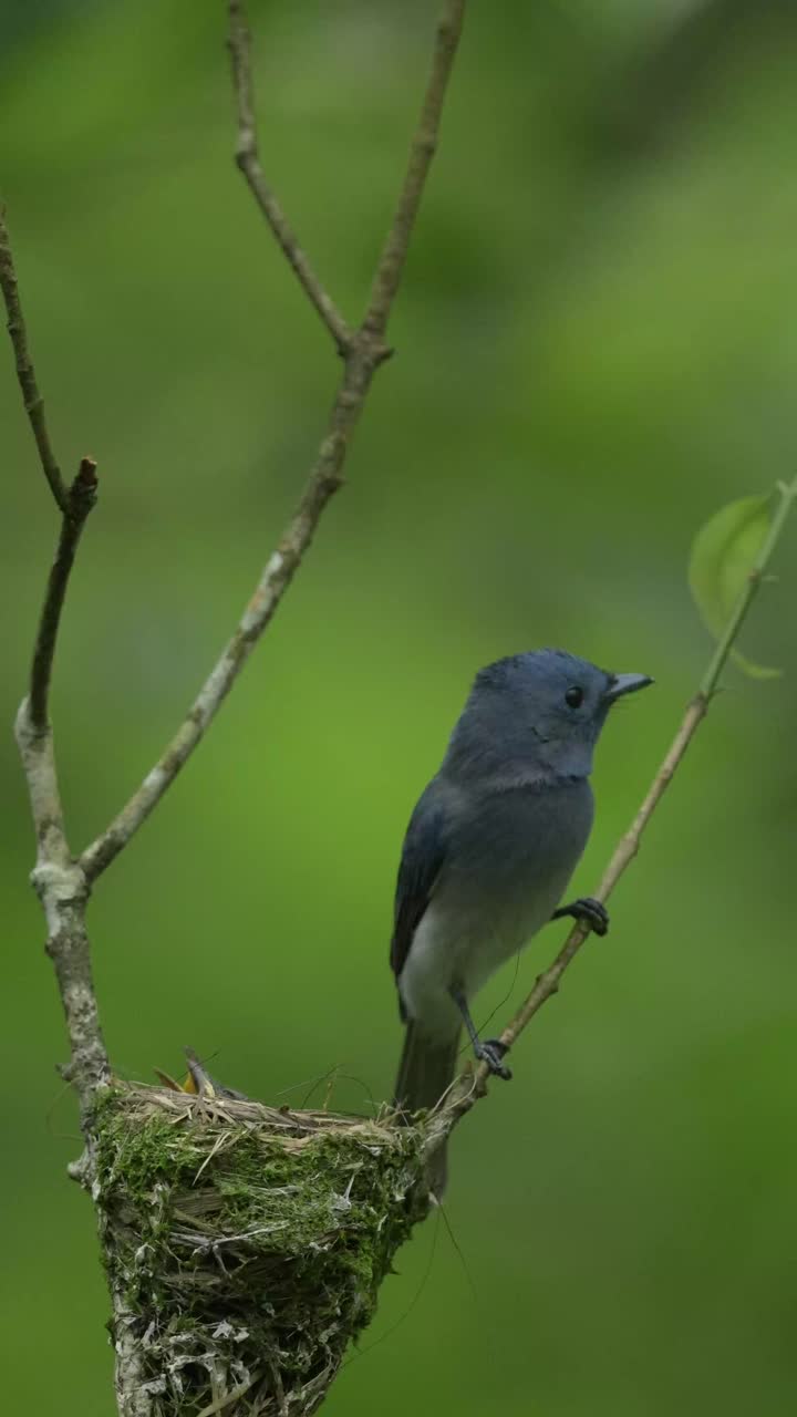 A beautiful Black naped-monarch or hypothymis azurea bird perched on a thin branch next to its moss-covered nest in a lush green forest