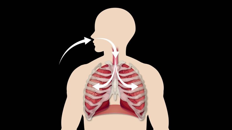 Visualizing the breathing process in humans.