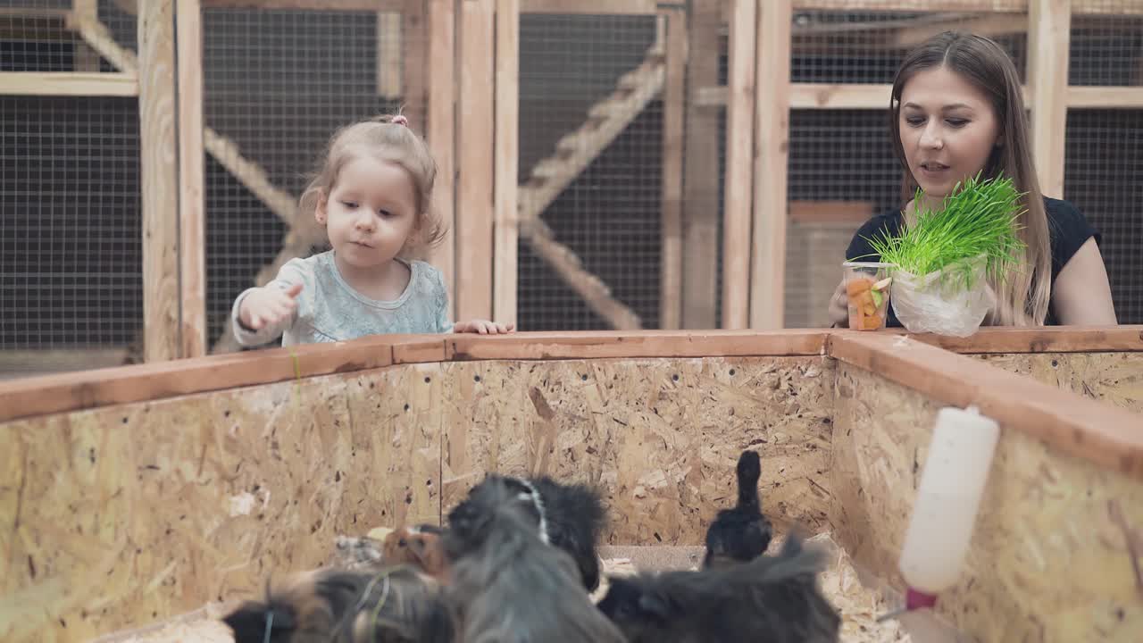 jovem mãe bonita com filha pequena é alimentar porquinhos de guiné e filhotes