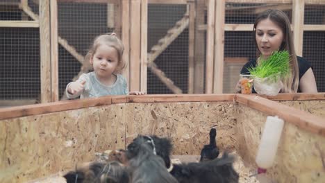 Junge-Schöne-Mutter-Mit-Kleiner-Tochter-Füttert-Meerschweinchen-Und-Küken