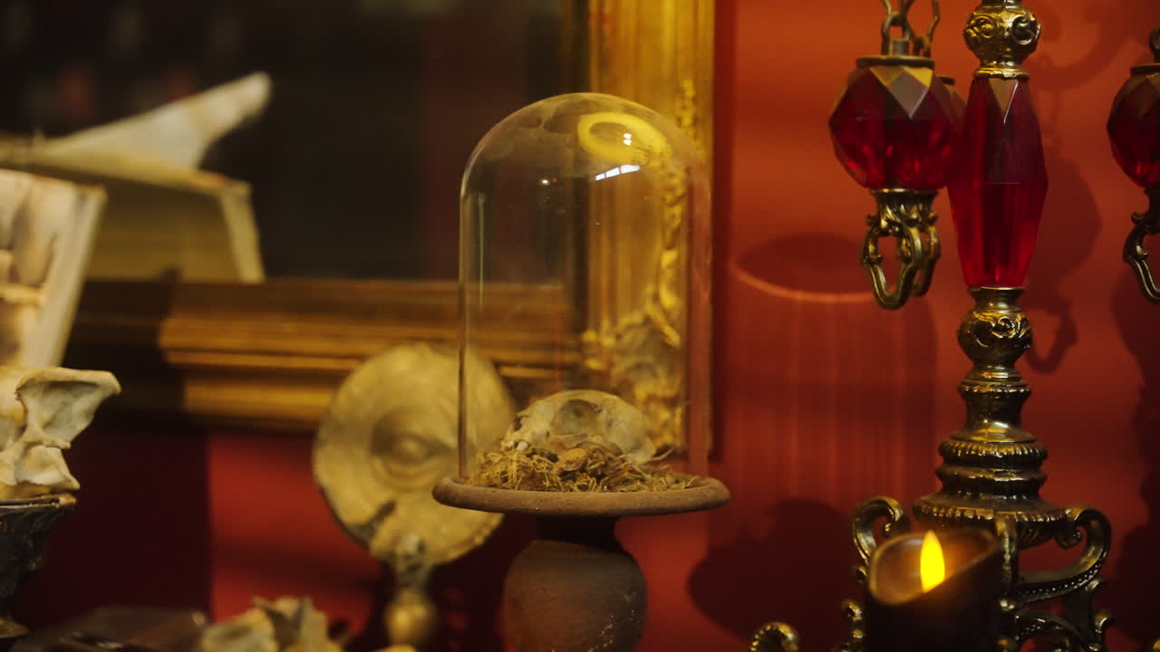 Animal Skull Under A Glass Dome With Antique Items And Warm Eerie Lighting. - closeup shot