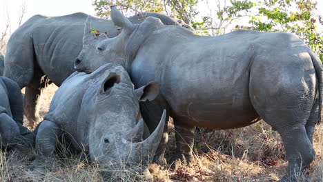 Friendship-between-two-white-rhinoceroses-as-one-rests-on-the-other