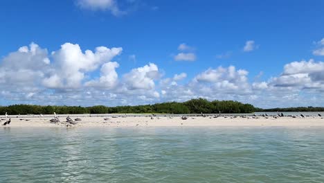 sea birds on the beach