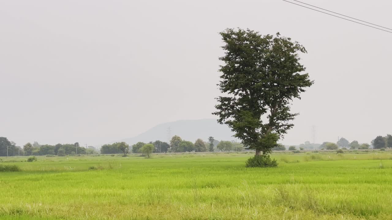 Camera tilts upward from lush green rice plants to reveal a solitary tree standing tall against a hazy sky in the open farmland