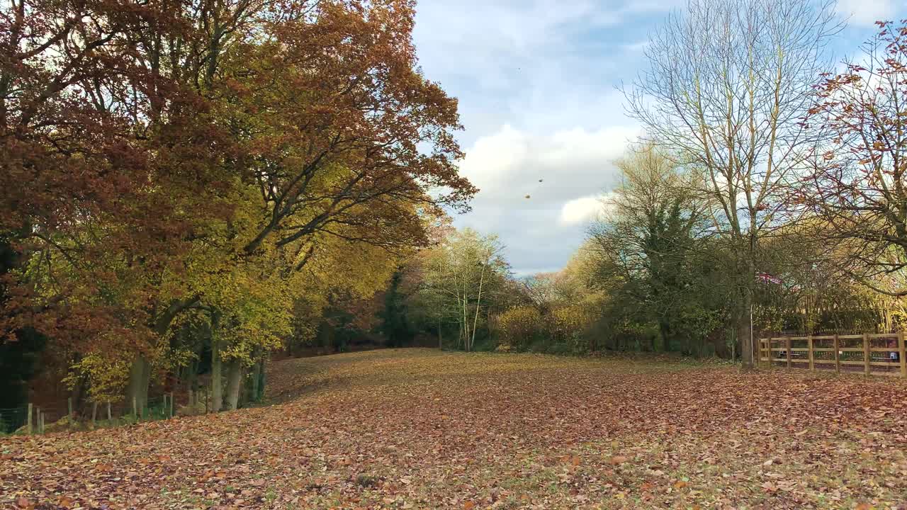 Orange and Brown Autumn Leaves Falling from Trees Surrounding a Grassy Paddock 4K