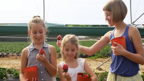 Girls-holding-strawberries-in-the-farm-4k