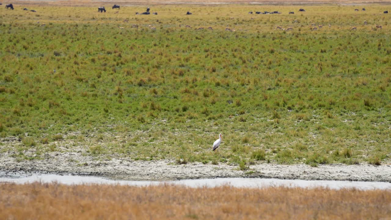 아프리카 탄자니아 응고롱고로 분화구 보호구역의 누우 이주 앞에서 걷고 있는 노란 부리 황새, 넓은 핸드헬드 샷