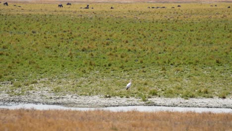 Yellow-billed-Stork-walking-in-front-of-wildebeest-migration-on-the-plains-of-the-Ngorongoro-crater-preserve-in-Tanzania-Africa,-Wide-handheld-shot