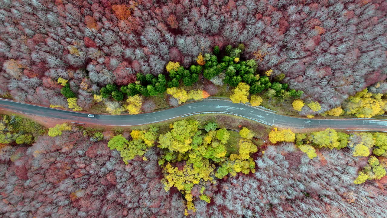 Aerial view of a vibrant forest with winding road during autumn season