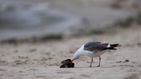 seagull picks at a mussel on the beach at point dume state nature preserve beach park in malibu, california