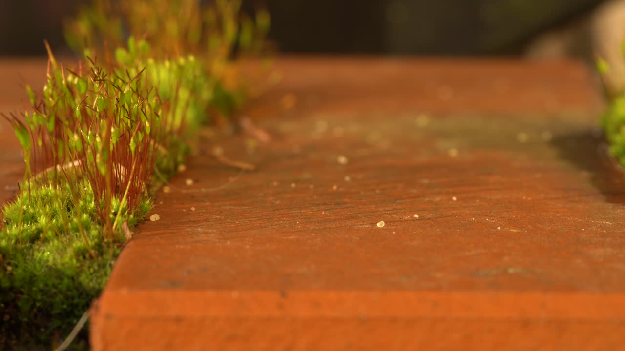 musgo con esporofitos erectos que colonizan espacios entre ladrillos