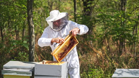 apiary in the forest. male beekeeper inspecting beehive frames. apiculturist in protective hat and uniform working among summer nature.