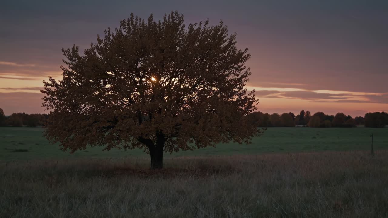 A lone tree in a field at sunset, captured in a wide-angle shot