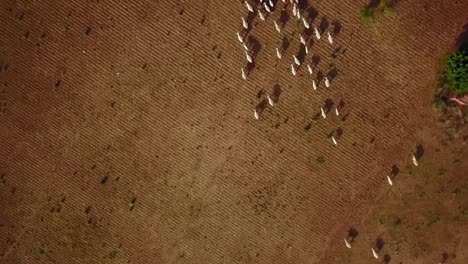 A unique bird's eye view of goat herds grazing near Narathu Temple, in Bagan, Myanmar. Captures the serene rural landscape with ancient temple ruins in the background.