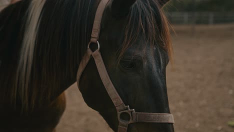 close-up of a horse's head with halter