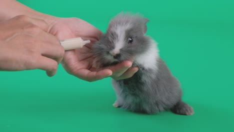 human hand holds little light black pattern rabbit drink milk from syringe and stay on green screen