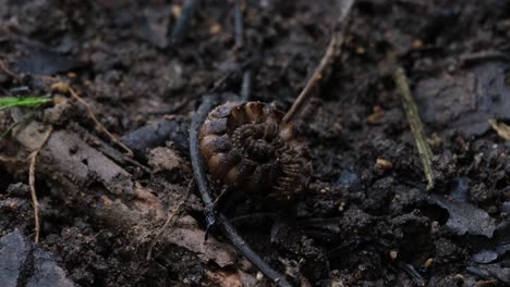 resting curled up in the middle of the ground as the camera zooms out revealing the whole picture, millipede, orthomorpha, thailand