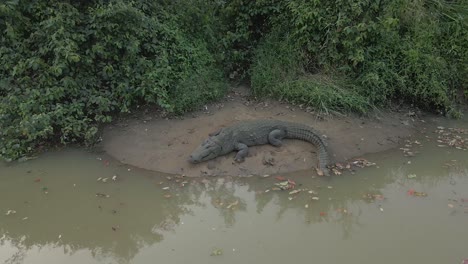 Nahaufnahme-Einer-Drohnenaufnahme-Eines-Riesigen-Krokodils,-Das-Am-Flussufer-Sri-Lankas-Ruht