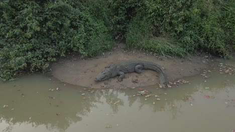 close up aerial drone shot of huge crocodile resting on river bank sri lanka