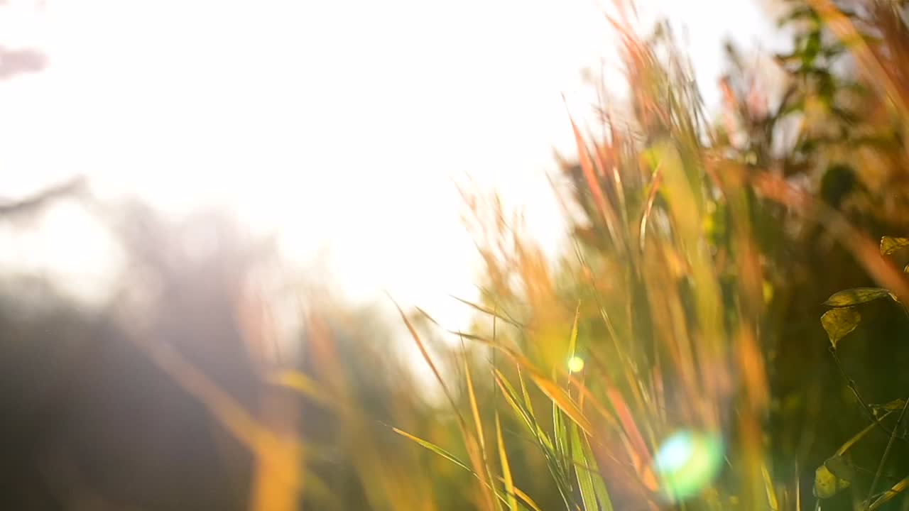 Close-up shot of high grass swaying in the wind during beautiful sunset in the Canadian prairies. Colourful autumn foliage in blurry background. Filming against the sun causing lens flares.