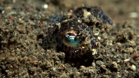 baby octopus hiding in the sand