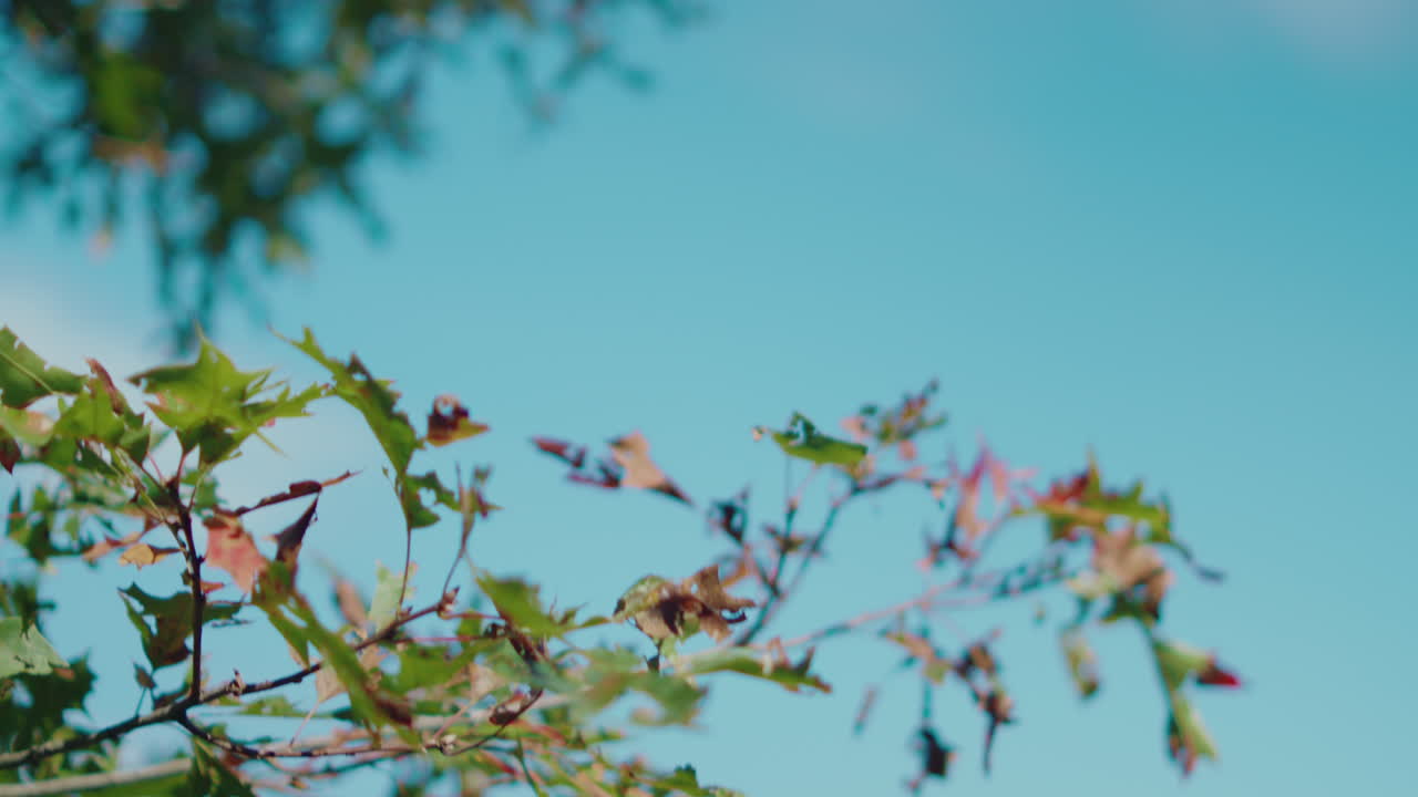A beautiful upward tilt shot showcasing vibrant green leaves on a tree, set against a bright sunny blue sky. The scene captures the freshness of nature and the warmth of a sunny day.