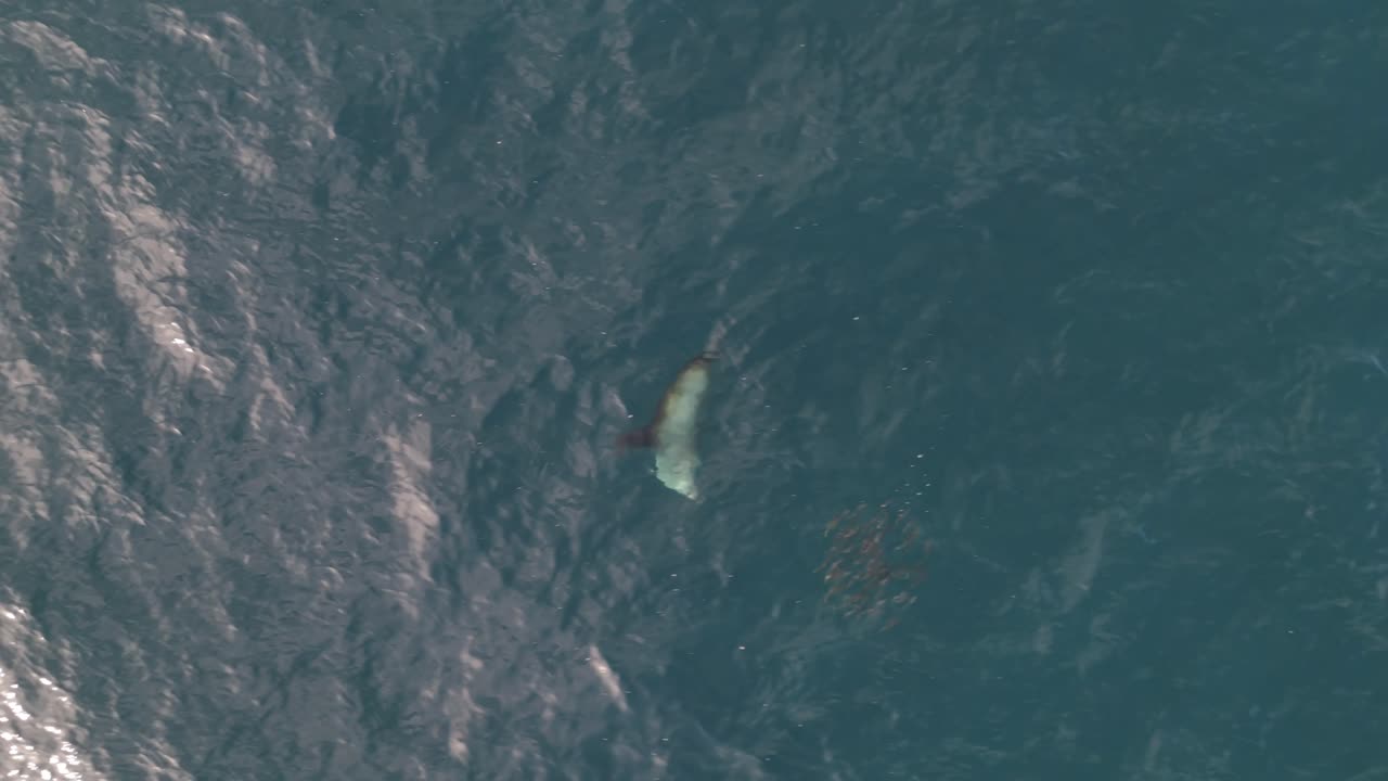 A rare bird’s-eye view of a seal executing its hunting techniques, slicing through a swirling school of fish in a thrilling underwater pursuit.