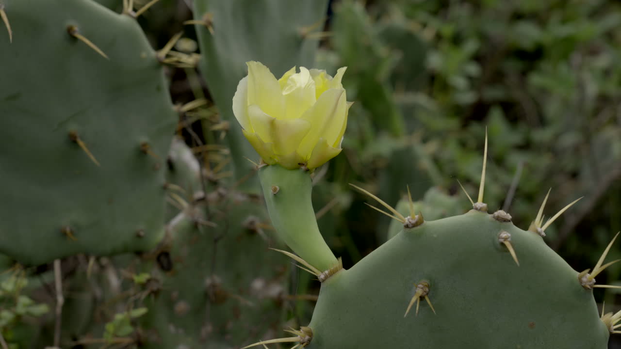 planta y flor de cactus opuntia