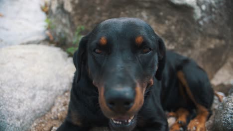 cute rottweiler dog close-up while sitting down on a rock