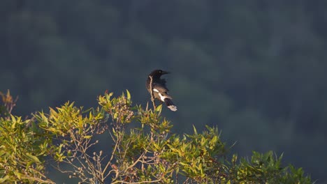 currawong bird perched on eucalyptus tree branch