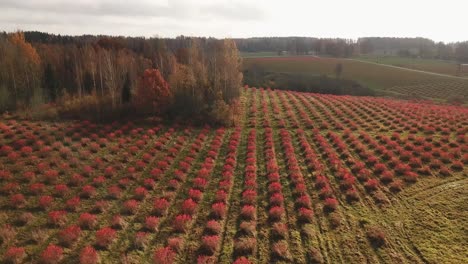 Aerial-view-of-old-type-growing-of-chokeberry-field-for-handpicking