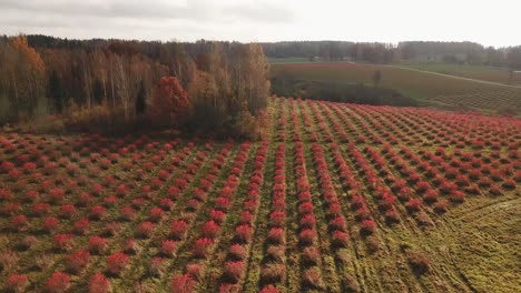 Aerial view of old type growing of chokeberry field for handpicking
