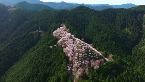 mount yoshino aerial drone landscape in japan bloomed sakura cherry blossom trees, japanese mountains in spring