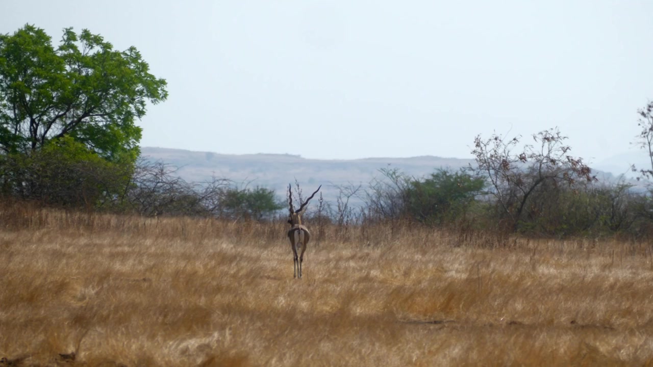 Male Blackbuck moving slowly while searching surroundings in open grassland habitat during daytime wildlife scene.