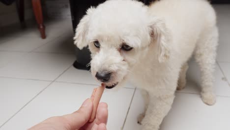 caniche de juguete disfrutando de una salchicha hecha para perros
