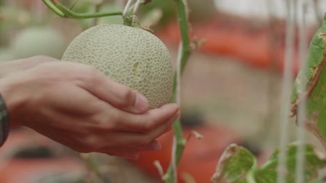 manos de un hombre sosteniendo melón en la casa verde de la granja de melón