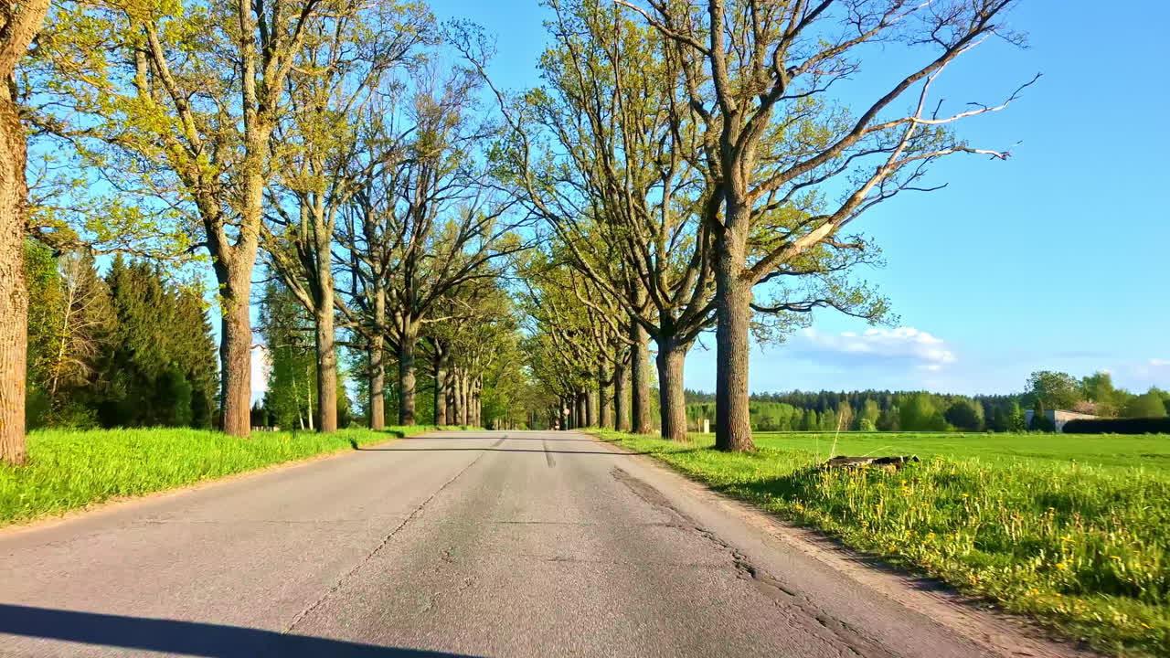 Tree-Lined Countryside Road with Green Fields and Clear Blue Sky in Summer