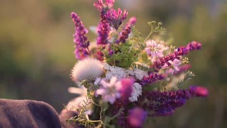 field flowers in woman hand on sunset or sunrise