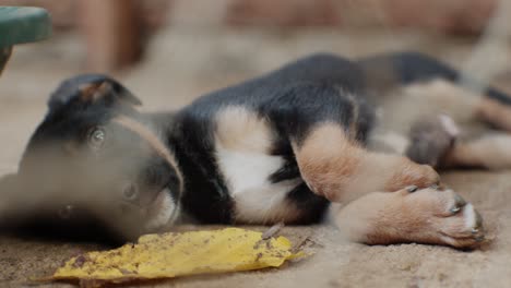 cute puppy laying still on the ground next to vibrant yellow leaf