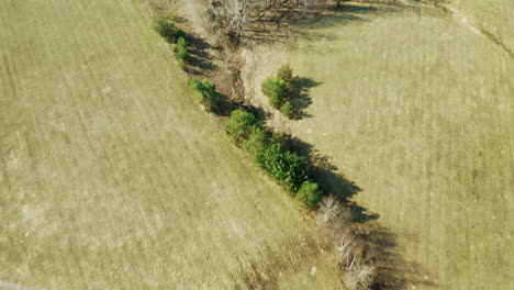 Hohe-Tote-Bäume-Im-Wald